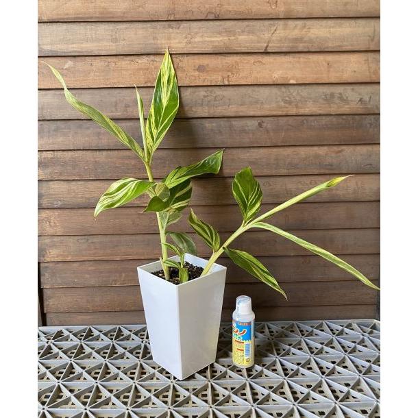 黄斑月桃 5寸スクエア鉢植え （キフゲットウ） 苗 苗木 : 日本花卉