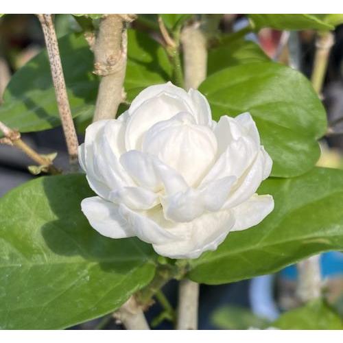 ジャスミン マツリカ 八重咲き（4寸鉢） ピカケ 苗 : 日本花卉ガーデン