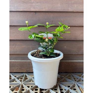 O ❤ジャスミン❤　3.28撮影☘️　抜き苗です O ❤ジャスミン❤ 3.28撮影☘️ 抜き苗です