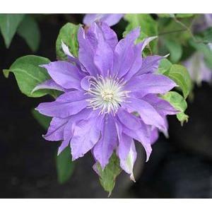 原種クレマチス 東和のカザグルマ （飛竜） : 日本花卉ガーデン