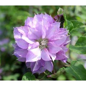 原種クレマチス 東和のカザグルマ （鳳凰） : 日本花卉ガーデン