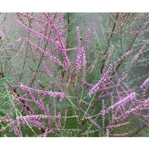 ギョリュウ（御柳）ロゼア 3寸ポット植え : 日本花卉ガーデンセンター