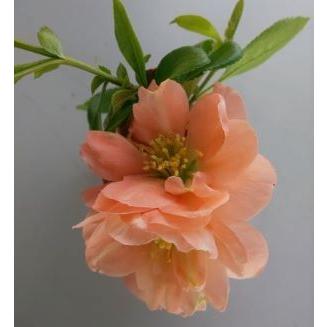 クサボケ 笑獅子 薄橙色八重咲き 草木瓜 Z 日本花卉ガーデンセンターyahoo 店 通販 Yahoo ショッピング