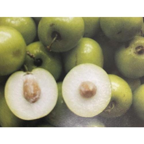 インドナツメ（印度棗）《果樹苗》 4寸ポット植え : 日本花卉ガーデン