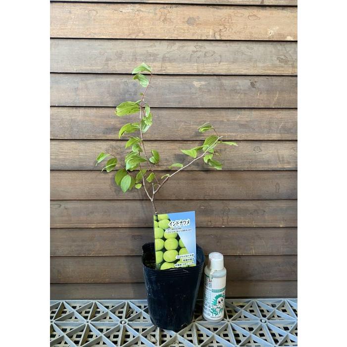 インドナツメ（印度棗）《果樹苗》 4寸ポット植え : 日本花卉ガーデン