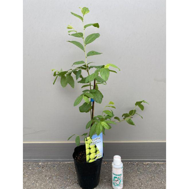 インドナツメ（印度棗）《果樹苗》 4寸ポット植え : 日本花卉ガーデン