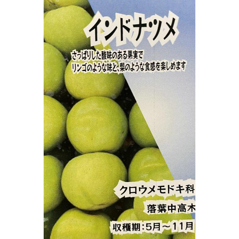インドナツメ（印度棗）《果樹苗》 4寸ポット植え : 日本花卉ガーデン