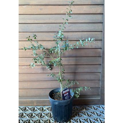 インディゴブルー オーナメンタルベリー 果樹苗 観賞用ブルーベリー Z 日本花卉ガーデンセンターyahoo 店 通販 Yahoo ショッピング