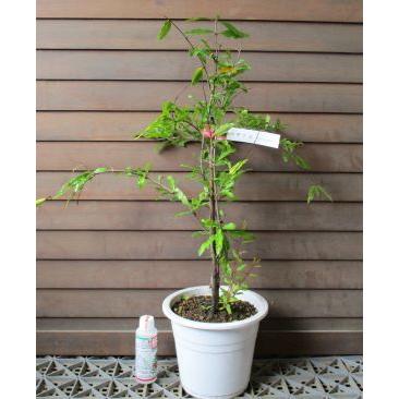 柘榴の木 柘榴苗木 【6寸鉢植え】タネなしザクロ（種無しザクロ
