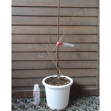 柘榴の木 柘榴苗木 【6寸鉢植え】タネなしザクロ（種無しザクロ