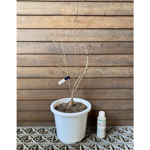 柘榴の木 柘榴苗木 【6寸鉢植え】タネなしザクロ（種無しザクロ