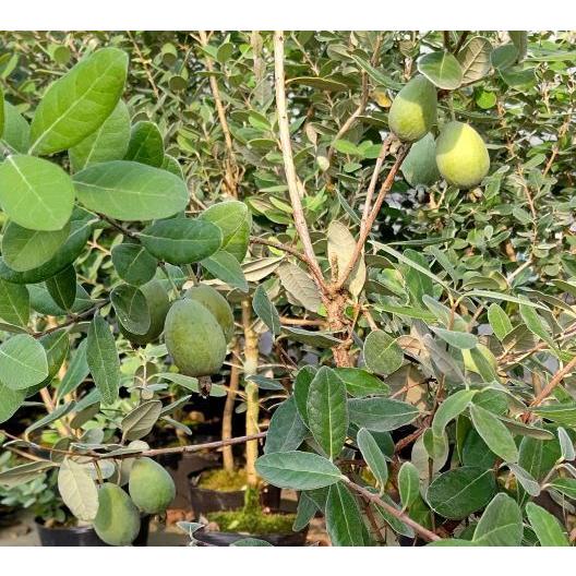 5寸鉢植え：フェイジョア ユニーク （一才性、自家結実性有り） ：果樹