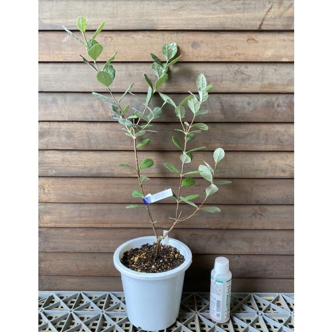 フェイジョア ユニーク 園芸ネット本店｜フェイジョア：ユニーク5号ポット の通販【公式】