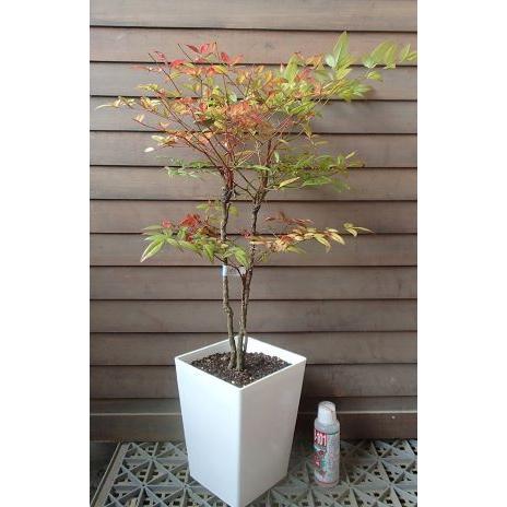 6寸スクエア鉢植え 赤南天 アカナンテン 赤実南天 Z 日本花卉ガーデンセンターyahoo 店 通販 Yahoo ショッピング