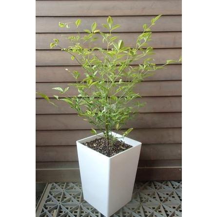 6寸スクエア鉢植え 白南天（シロナンテン） 白実南天 : 日本花卉