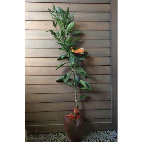 小原紅早生みかん ：果樹苗(オバラベニワセミカン） 柑橘苗 苗木 接木