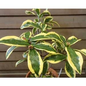 5寸鉢植え 黄深覆輪沈丁花 前島 ジンチョウゲ Z 日本花卉ガーデンセンターyahoo 店 通販 Yahoo ショッピング