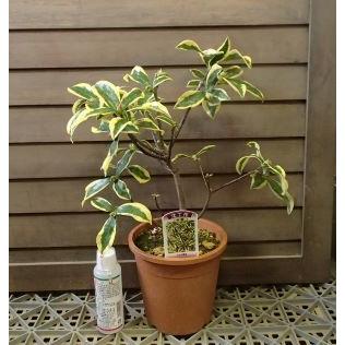 5寸鉢植え 黄深覆輪沈丁花 前島 ジンチョウゲ Z 日本花卉ガーデンセンターyahoo 店 通販 Yahoo ショッピング