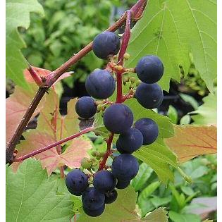 ぶどうの木 ぶどうの苗木 ブドウ苗木 葡萄の木 5寸鉢植え 山ぶどう