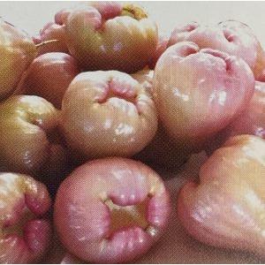 オオフトモモ（桃レンブ）桃実（5寸鉢植え）：熱帯果樹苗 : 日本花卉 