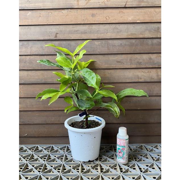 オオフトモモ（桃レンブ）桃実（5寸鉢植え）：熱帯果樹苗 : 日本花卉