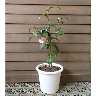 蕾付き 5寸鉢植え 出雲大社赤藪椿：椿（ツバキ） : 日本花卉ガーデン