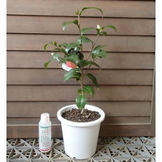 蕾付き 5寸鉢植え 出雲大社赤藪椿：椿（ツバキ） : 日本花卉ガーデン