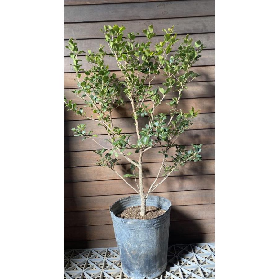 斑入り　マルバビユ（丸葉莧） 挿し木　枝　3本　観葉植物 マルバヒイラギ（丸葉柊）7ポット植え 丸葉ヒイラギ 苗 苗木 : 日本