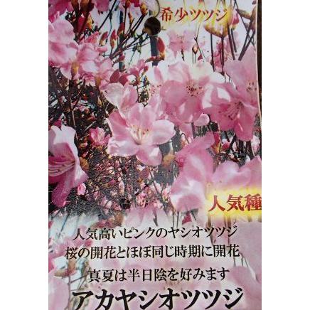 【専用】アカヤシオツツジ/特大株【現品発送】管理70659 山採りアカヤシオツツジ 販売
