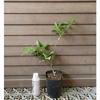 大実ユズ ≪寿≫ （本柚子、大実柚子）：果樹苗 柑橘苗 苗木 接木 苗