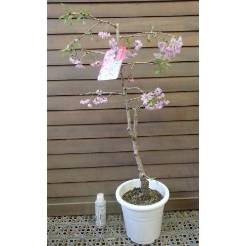 即出荷 6寸鉢植え 仙台しだれ桜 センダイシダレサクラ 桜