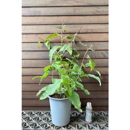 レモンユーカリ 6寸鉢植え Z 日本花卉ガーデンセンターyahoo 店 通販 Yahoo ショッピング