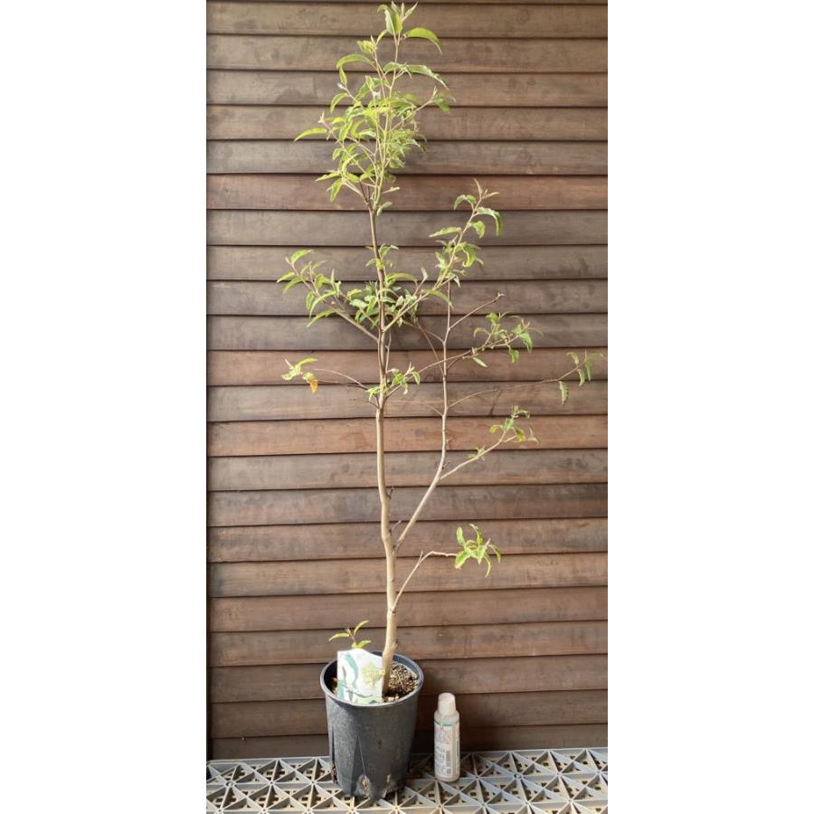 レモンユーカリ （5寸鉢植え） 樹高100センチ程度 : 日本花卉ガーデン