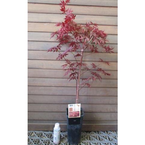 トロンペンブルグ モミジ（トロンペンブルグ 紅葉）4寸ポット又は、4寸