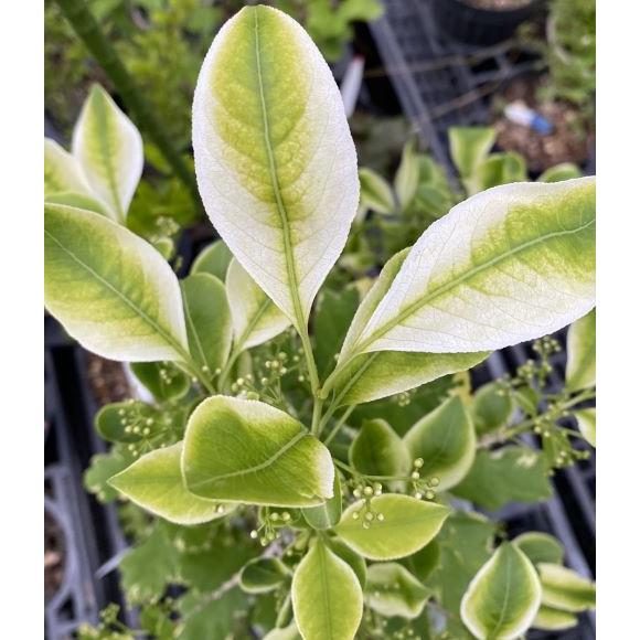 マユミ スノー （斑入り葉マユミ） 6寸鉢植え 接木 : 日本花卉ガーデン