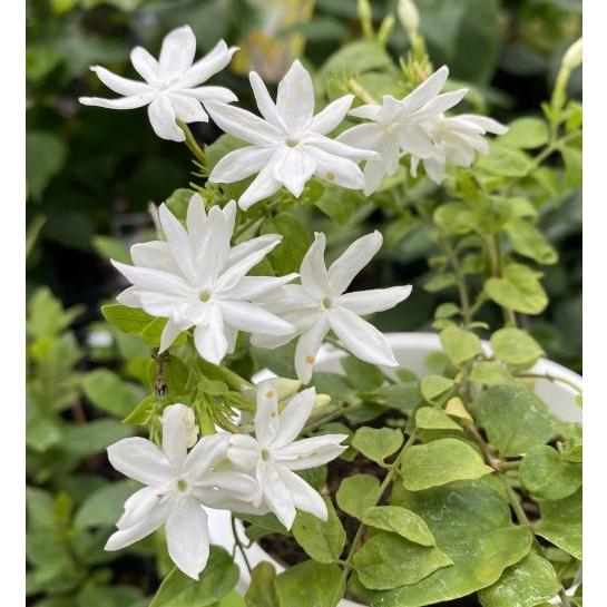 ジャスミン 花美人 （4寸鉢植え） : 日本花卉ガーデンセンターYahoo!店