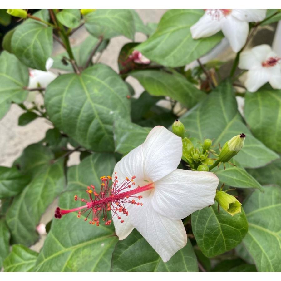 超希少 多花性 Br ハイビスカス ワイメアエ ハネラエ 原種系 ５寸鉢植え Z 日本花卉ガーデンセンターyahoo 店 通販 Yahoo ショッピング