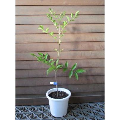 5寸鉢植え 大人女性の アオダモ バットの木 人気満点