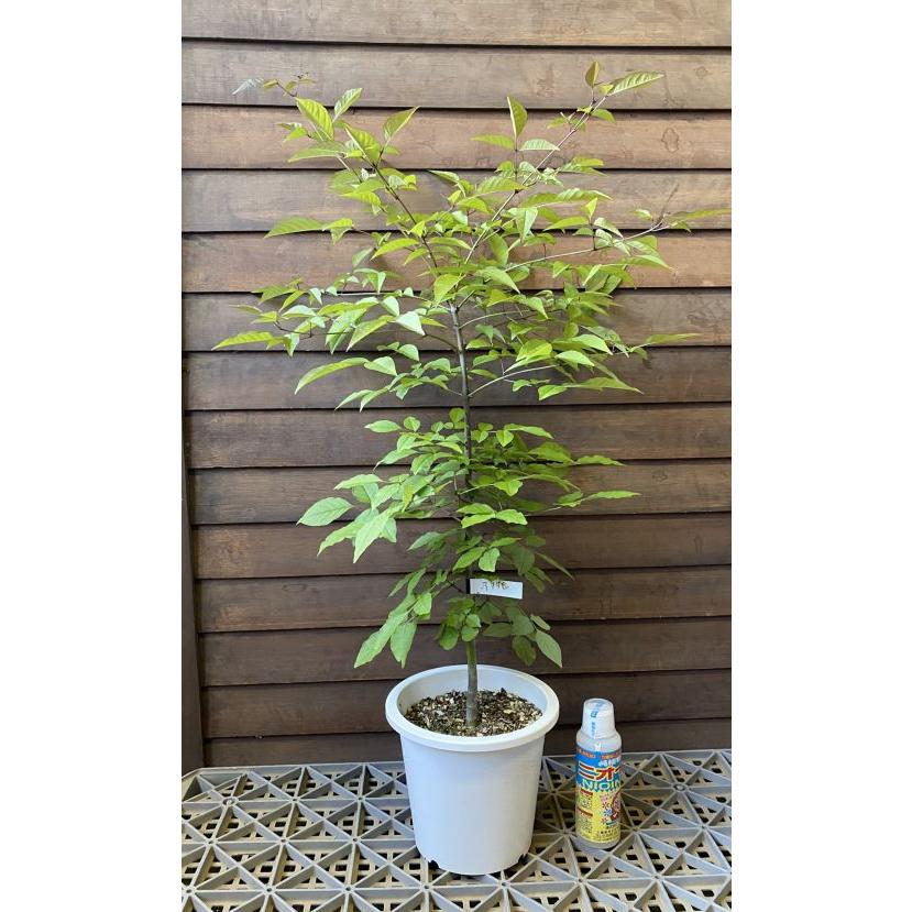 5寸鉢植え アオダモ（バットの木） 苗 苗木 : 日本花卉ガーデン