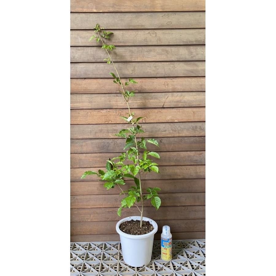 5寸鉢植え アオダモ（バットの木） 苗 苗木 : 日本花卉ガーデン