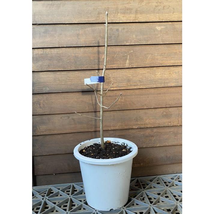 5寸鉢植え アオダモ（バットの木） 苗 苗木 : 日本花卉ガーデン