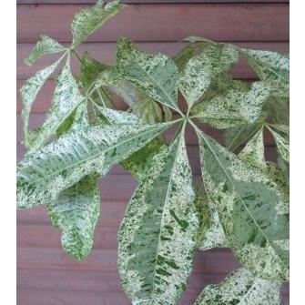 パキラ ミルキーウェイ 斑入り葉（6寸鉢植え、観葉植物）＊現品販売