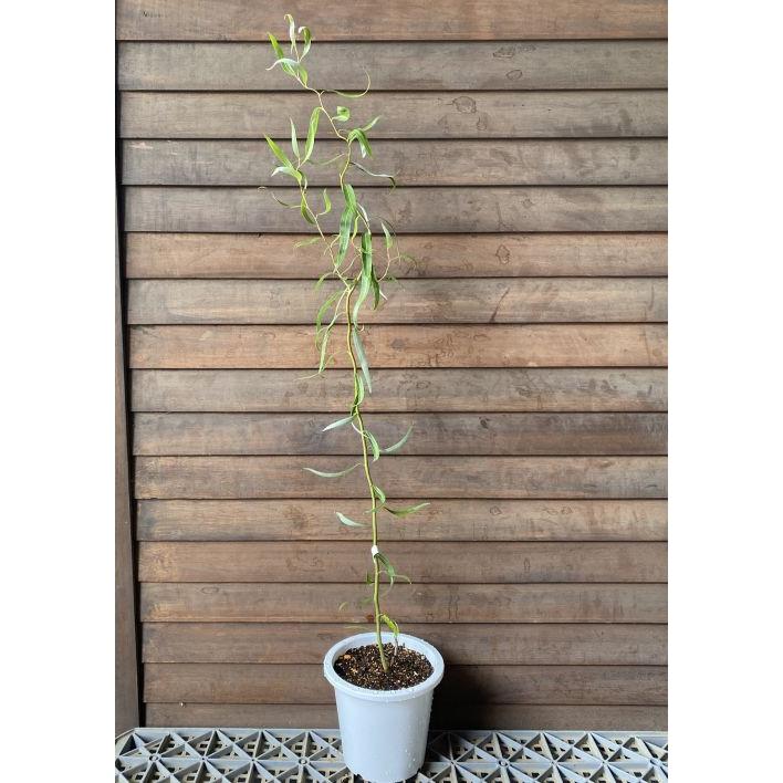 ウンリュウヤナギ（雲竜柳） 5寸鉢植え 苗 苗木 庭木