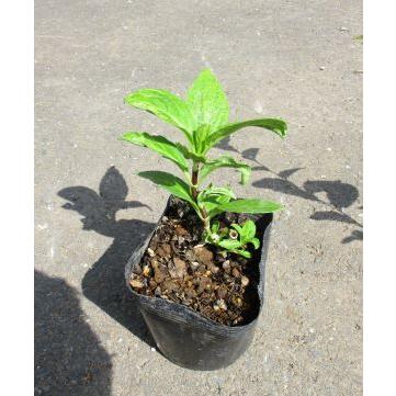 黒軸紫陽花（クロジクアジサイ）：紫陽花 3寸ポット植え : 日本花卉