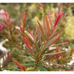 メラレウカ レッドジェム（5寸鉢植え） : 日本花卉ガーデンセンター