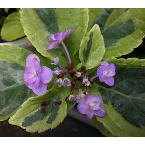 城ヶ崎（ジョウガサキ） 覆輪斑 ：紫陽花 城ケ崎 : 日本花卉ガーデン