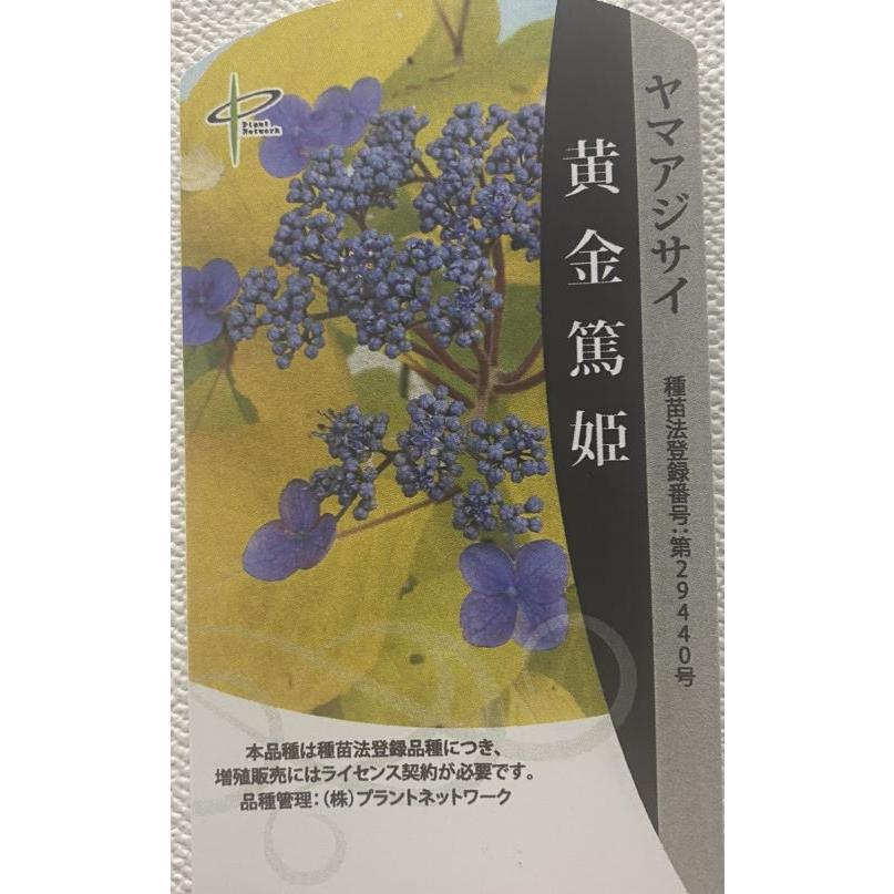 黄金葉山紫陽花 黄金篤姫 ：紫陽花 PVP : 日本花卉ガーデンセンター