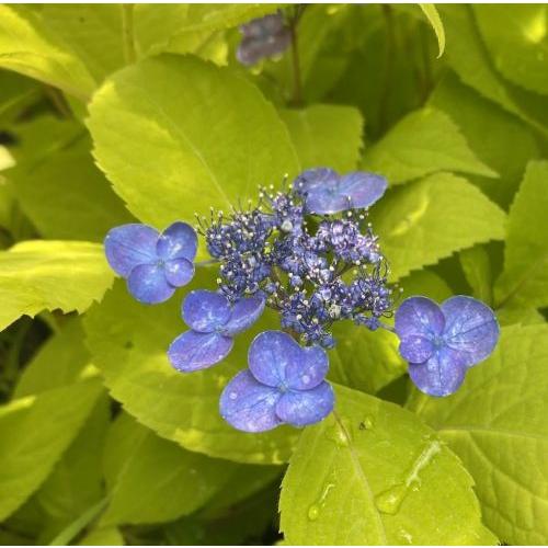 黄金葉山紫陽花 黄金篤姫 ：紫陽花 PVP ポット植え 苗 苗木 : 日本花卉