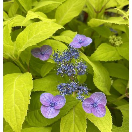 黄金葉山紫陽花 黄金篤姫 ：紫陽花 PVP ポット植え 苗 苗木 : 日本花卉