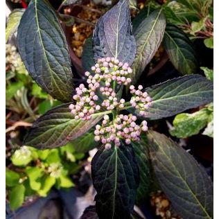 常山常盤紫陽花 ブラックバイパー（ジョウザントキワアジサイ